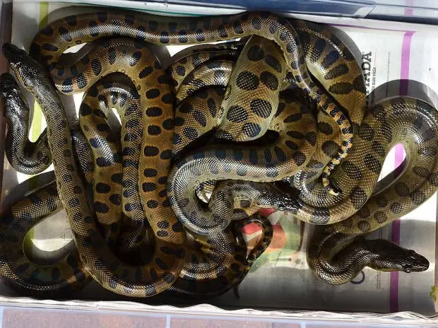 Cobras da espécie sucuri também foram encontradas nos mananciais  (Foto: Augusto Jarthe/Divulgação)