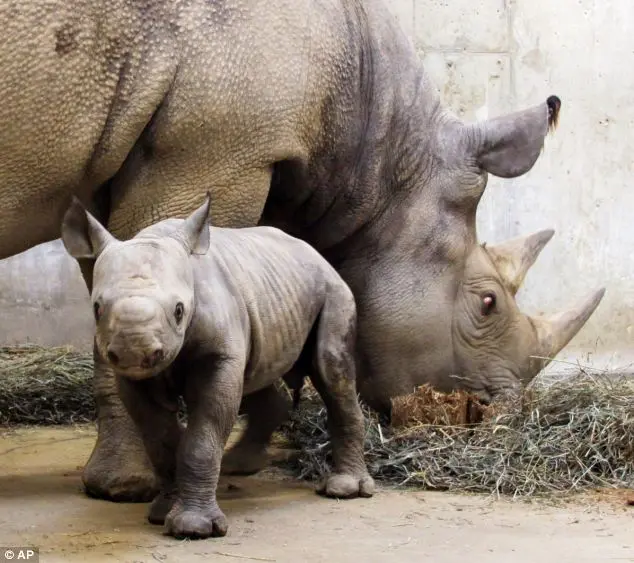 A espécie foi declarada oficialmente extinta.