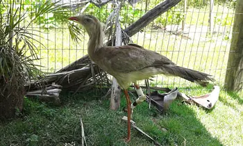 A ave ficou sob os cuidados da equipe do Programa de Saúde e Bem-Estar Animal. (Foto: Divulgação)