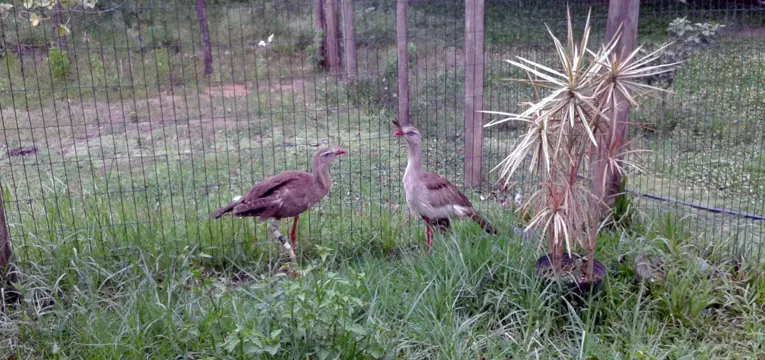 As duas siriemas, depois de recuperadas, foram encaminhadas para o Parque dos Pássaros. (Foto: Divulgação)