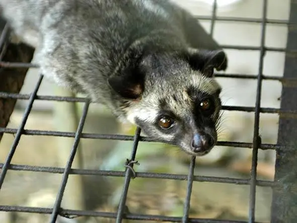 Civet, mamífero da Indonésia. (Foto: Exame)