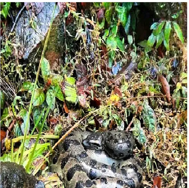 (Foto: Divulgação)