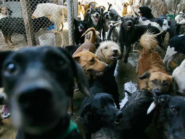 Cerca de 40 animais chegam à Suipa diariamente, segundo a presidente da entidade (Foto: Fabio Gonçalves/Agência O Dia/Estadão Conteúdo)