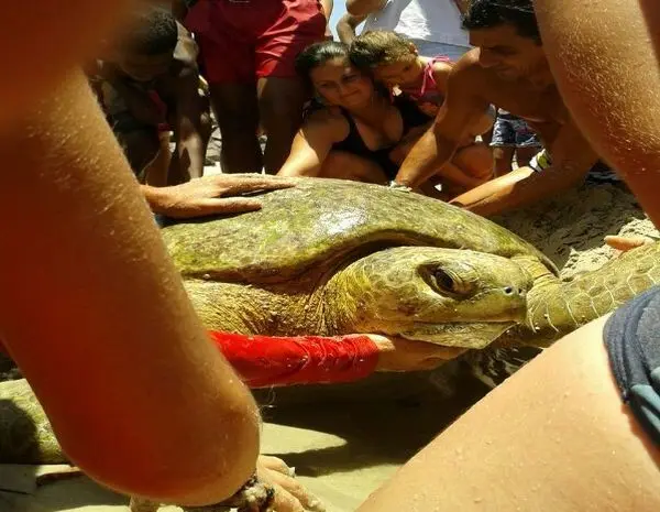 Tartaruga marinha presa em rede de pesca é resgatada em Sergipe  (Foto: Rewris Bike/Arquivo Pessoal)