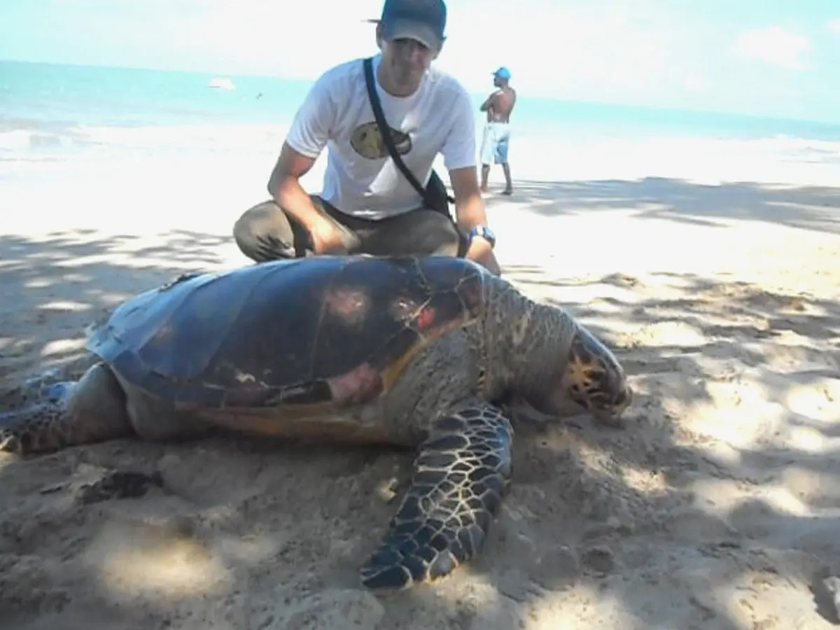 Animal foi avistado no mar por banhistas e pescadores (Foto: Adriano Artoni/Acervo pessoal)