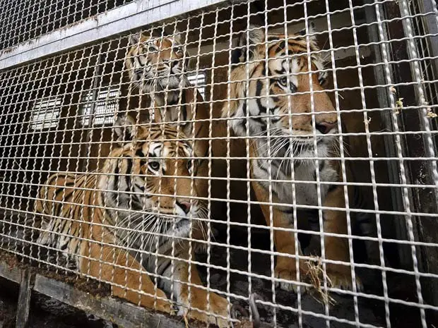 (Foto: AP Photo/Mihai Vasile/Four Paws/Divulgação)