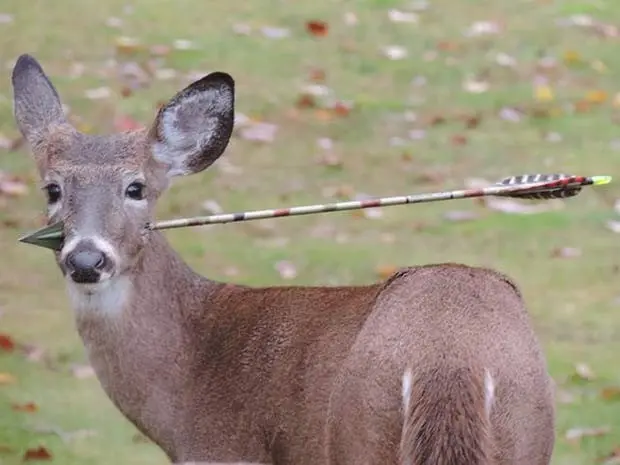 Veado com flecha atravessada pela cabeça é procurado em cidade de Nova Jersey  (Foto: Reprodução/Facebook/Susan Darrah)