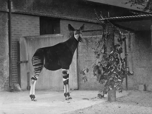 Tem listras como a zebra, mas o Okapi é parente mais próximo da girafa. Animal está seriamente ameaçado de extinção (Foto: Getty Images)