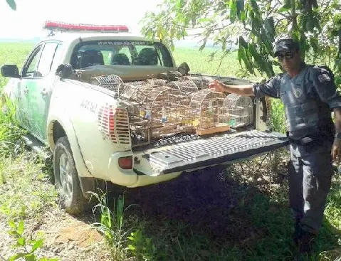 Policiais apreenderam 18 aves, que serão levadas para um criadouro conservacionista (Foto: PM Ambiental) 