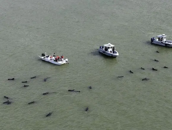 As águas onde os animais estão encalhados tem apenas um metro de profundidade, o que dificulta o trabalho de resgate. (Foto: AP)