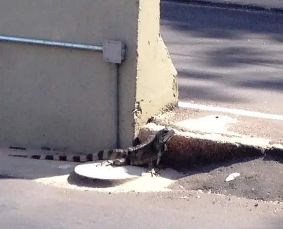 Iguana tentou atravessar avenida na Zona Sul de Teresina (Foto: Gil Oliveira/ G1) 