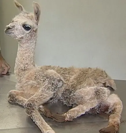 Animal foi levado para o HVU em Uberaba (Foto: Reprodução / TV Integração)