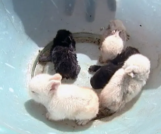 Animais estavam sozinhos na casa, sem comida e sem água (Foto: Reprodução/TV Integração) 