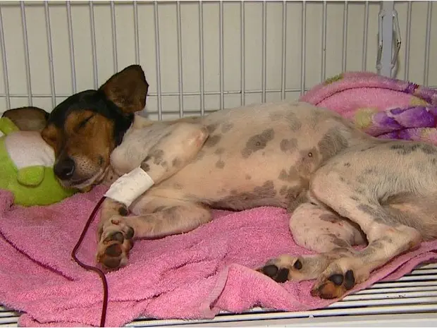 Após ser abandonado doente, cachorro passa por tratamento em clínica (Foto: Maurício Glauco/EPTV)