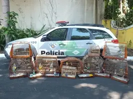 As aves foram encontradas em residências urbanas e em  propriedades rurais da região. (Foto: O Regional)