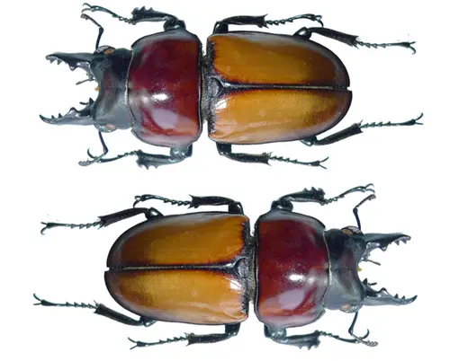 Neolucanus Baongocae. (Foto: Reprodução/Internet)