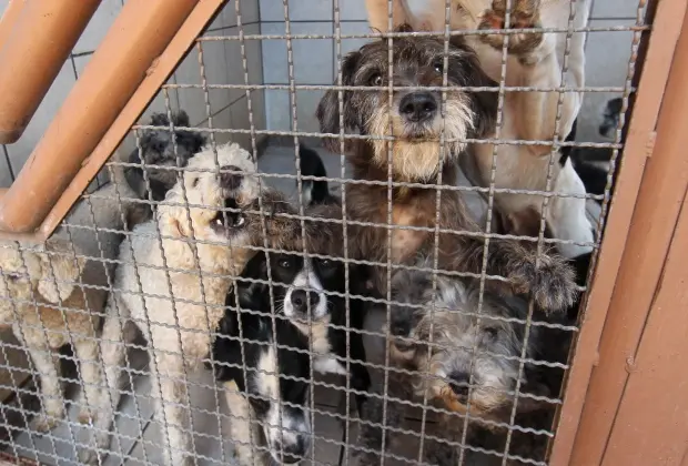 A Zoonoses informou que protelava a medida, na expectativa que Solange conseguisse um local adequado para os animais. (Foto: Divulgação)