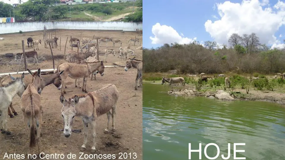 Os animais viviam em péssimas condições e ganharam um espaço onde podem viver muito bem. (Foto: Divulgação)