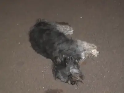 Cão morreu na hora. (Foto: Reprodução)