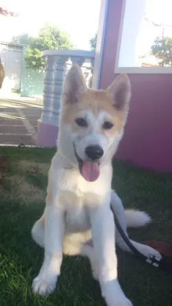 Hatchi está doente e precisa tomar os medicamentos. (Foto: Divulgação).