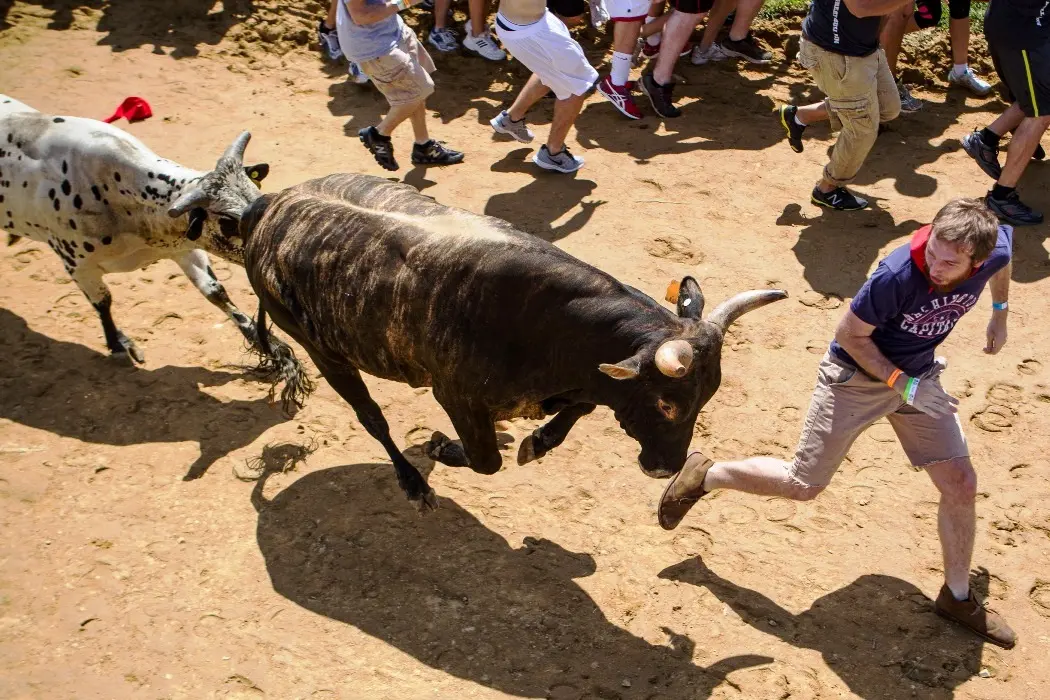 Foto: Great Bull Run