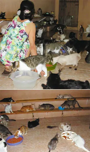 Uma comerciante, que prefere não se identificar, já cuida de 100 gatos e três cachorros com o apoio de familiares. Ela diz que presencia, nas ruas da cidade, o problema frequente de bichos que são jogados nas vias. (Foto: Samylla Alves/Divulgação)