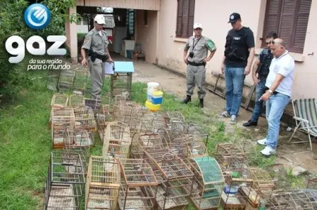 Pássaros foram apreendidos no Bairro Bom Jesus. (Foto: Divulgação)