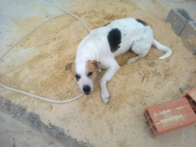 Brancão (Foto: Divulgação)