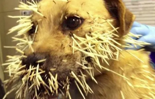 O animal ficou com versos espinhos presos em seu corpo. (Foto: Reprodução/ Animal Emergency Center)