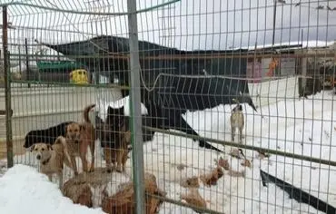 Cães na SPCA de Jerusalém correm perigo desde a brutal tempestade de neve recente. Foto: Courtesy Jerusalem SPCA