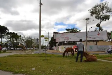 (Foto:  Rafael Gusmão)