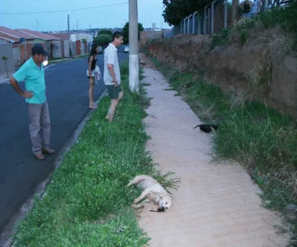 (Foto: José Luiz Lançoni)