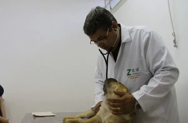 Jefferson Leite trata animais como lagartos, onças e aves. (Foto: Eisner Soares)