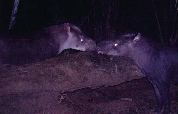 Pesquisadores encontram nova espécie de anta na Amazônia (Foto: Divulgação)