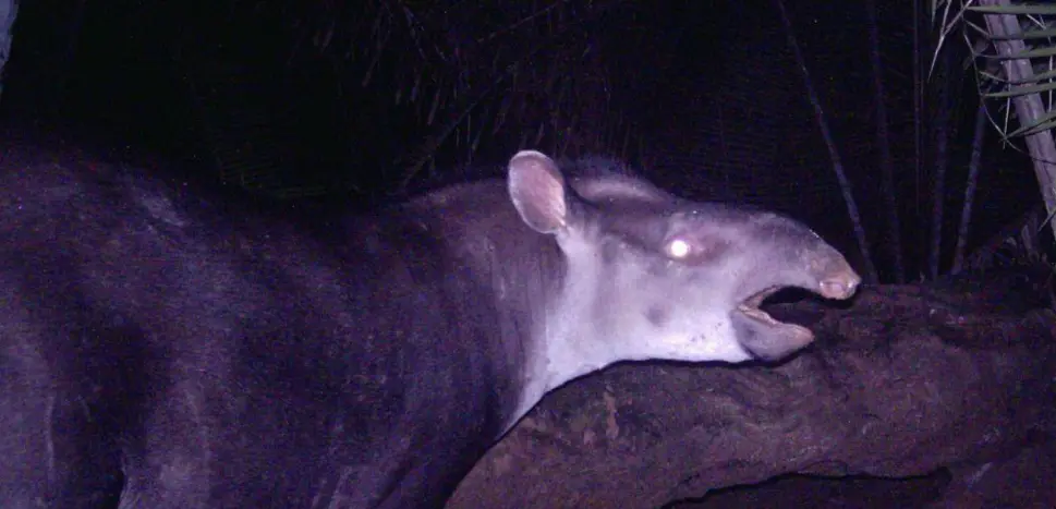  (Foto: Tapirus kabomani).