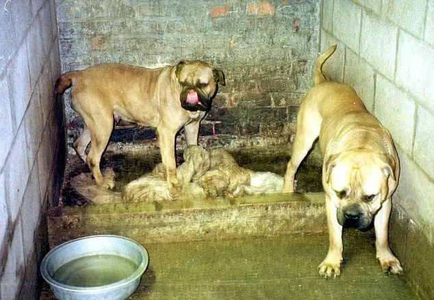 Flagrante de fábrica de filhotes no Reino Unido. Foto: Daily Mail