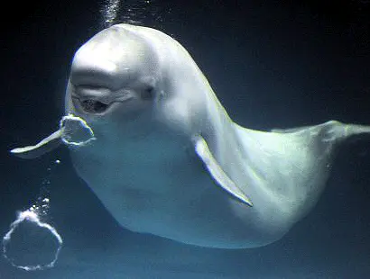 Baleia beluga. (Foto: Dornbeast)