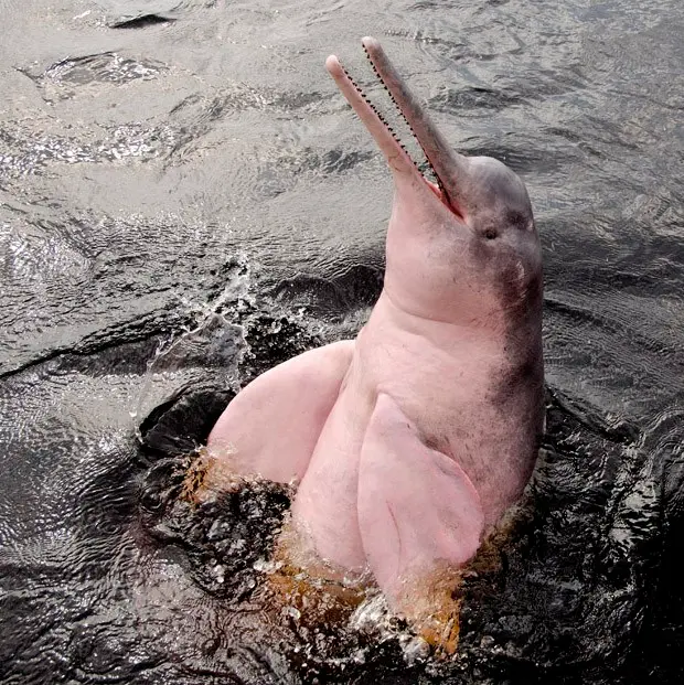 O boto pode chegar a 2,5 metros de comprimento e a pesar 180 quilos. Seu peito é, de fato, cor-de-rosa; mas dentro da água cor-de-conhaque do rio Negro ele pode parecer avermelhado (Foto: Haroldo Castro/ Época)