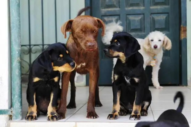 Cachorros para adoção na Grande Florianópolis (Foto: Betina Humeres / Agencia RBS)