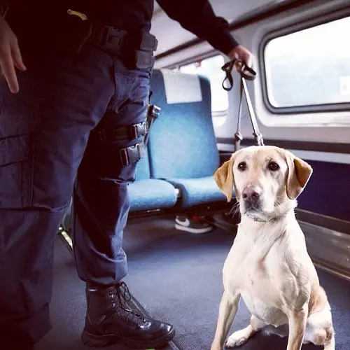 cão 1