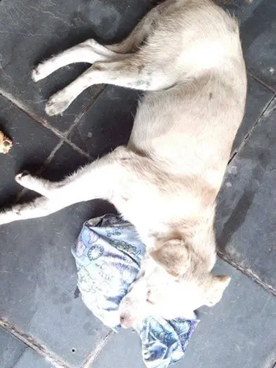(Foto: Divulgação)