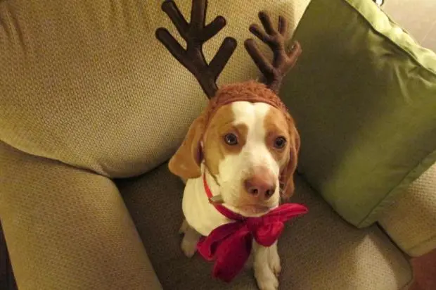 O adorável cachorrinho Maymo aparece em diversos vídeos na internet (Foto: Reprodução / YouTube)