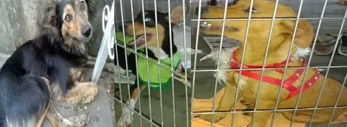 (Foto: Divulgação)
