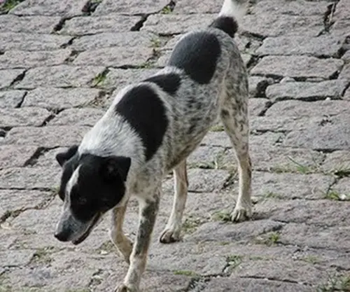 (Foto: Divulgação)