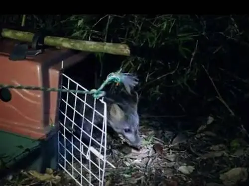 Cachorro-do-mato é devolvido à natureza por representantes da Área de Proteção Ambiental de Petrópolis. (Foto: Reprodução internet)