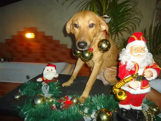 Lucas é um dos cães que procura um lar e será apresentado na feira. (Foto: Zezé Rodrigues)