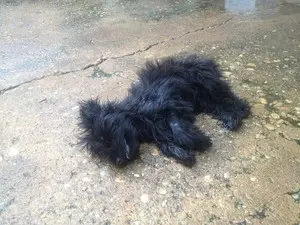 Cão de estimação inalou a fumaça do incêndio em casas de Palmas (Foto: Bernardo Gravito/G1)