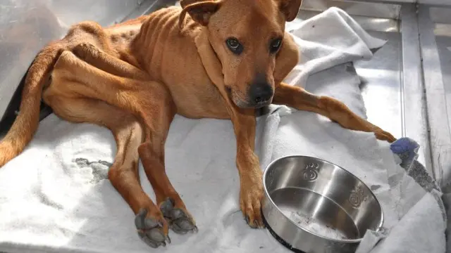 O cachorro no fim de outubro, quando chegou ao abrigo (Foto: Ben Swan / AP)