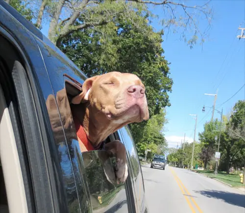 (Fotos: Reprodução / The Bark Post)