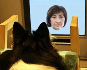 Cães reconhecem rostos familiares de humanos e cachorros, mostra estudo (Foto: Sanni Somppi)